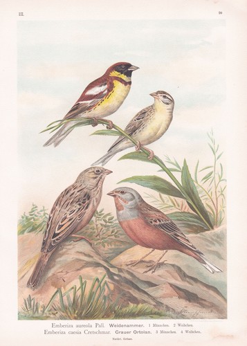 Ammer weidenammer ortolan - weidenammer,