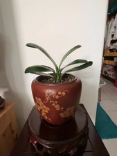 5.1in Vintage Chinese Yixing