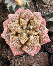 1pc 6.3cm Ariocarpus