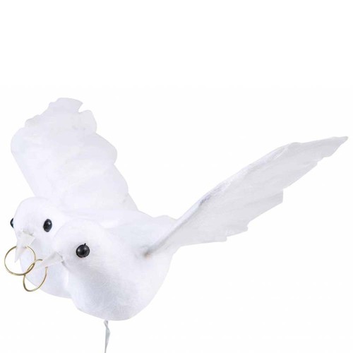 Coppia colombe tortore - colombe,