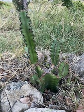 African Milk Tree Euphorbia