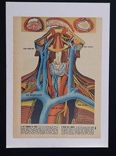 CORPO UMANO RITAGLIO GIORNALE PUBBLICITA' CLIPPING ADVERTING EPOCA - 1957