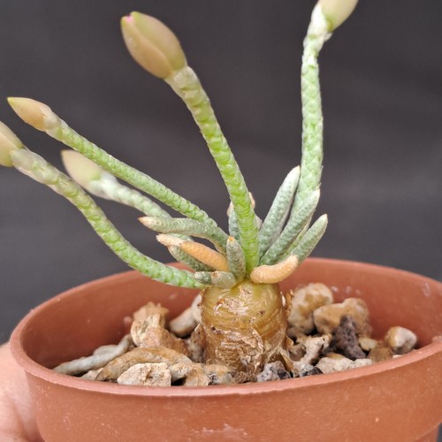 Avonia quinaria purple - avonia,