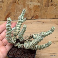 Crassula marnierana 'fantasy'