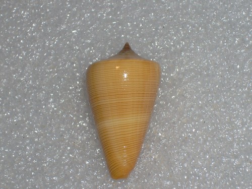 Conus quercinus wonderful - conus,