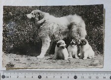 I122457 Cartolina - Cane Pastore dei Pirenei