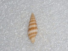 VEXILLUM JACKYLENAE UNCOMMON