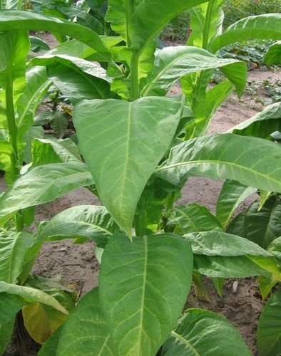 Semi tabacco olor - di,