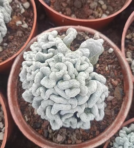 Pot 12cm pelecyphora - pot,
