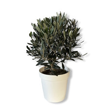 Pianta Di olivo CERTIFICATA