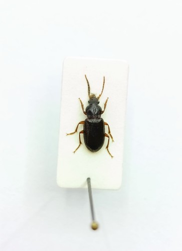 Entomology taxidermy - taxidermy,