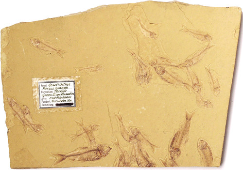 Sciame pesci fossili - pesci,