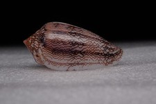 133 - Sea shells -Conus
