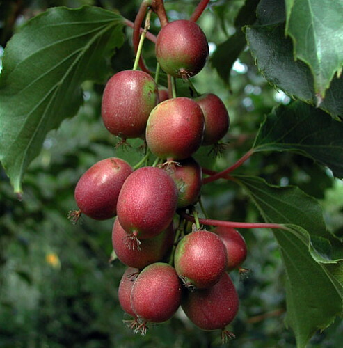 Pianta kiwi actinidia - di,
