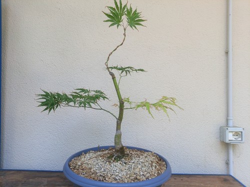 Bonsai acero palmato - bonsai,