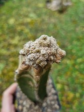 Ariocarpus Kotschoubeyanus Mostruoso Grafted  Crestato Cristata Copiapoa 