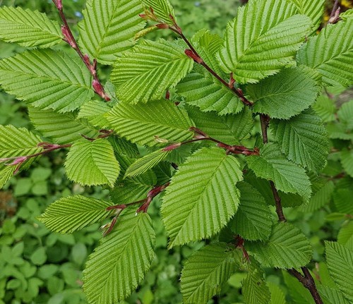 Carpino bianco carpinus - carpino, "carpinus