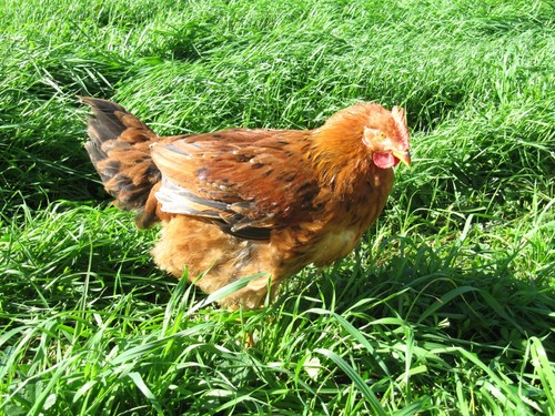Uova fertili feconde pollo - fertili,