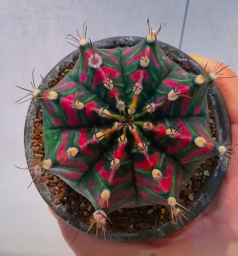 Gymnocalycium mihanovichi