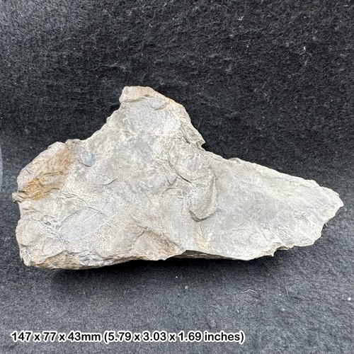 British fossil fern plants - ,