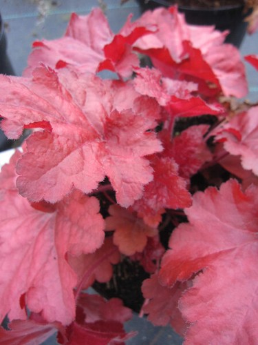 Heuchera cultorum forever - heuchera, x