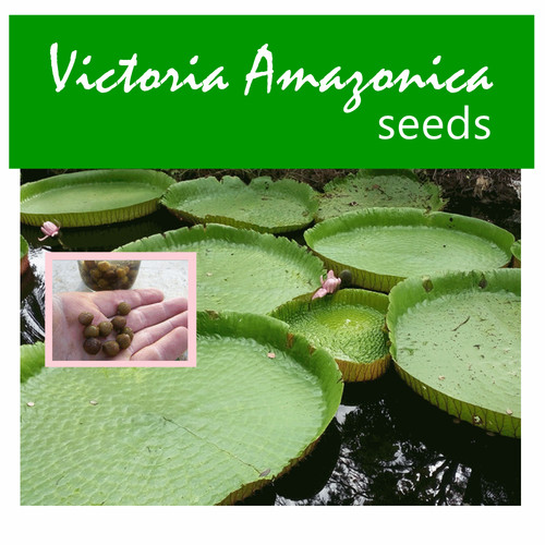 200 ninfee victoria amazonica - victoria,