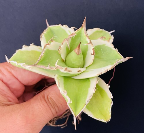 Rare agave titanota - rare!,