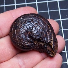 52mm 65gr Grande Goniatite