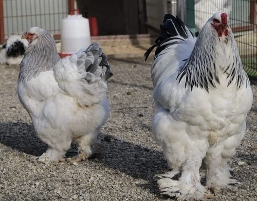 Uova feconde brahma purezza - brahma,