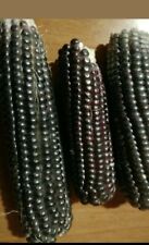 240 semi mais nero del Perù per polenta + omaggio raccolti 15 07 25