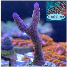 Live Saltwater SPS Coral