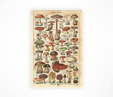 STAMPE vintage funghi francesi