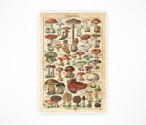 Stampe vintage funghi francesi - vintage,