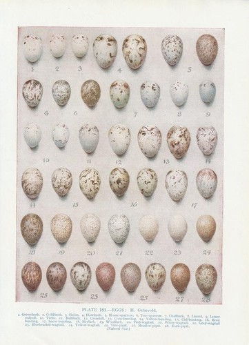 Vogeleier scricciolo comune - scricciolo,