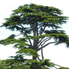 Cedro del Libano "Cedrus