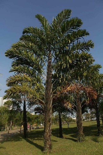 Wallichia disticha palma a - disticha,,