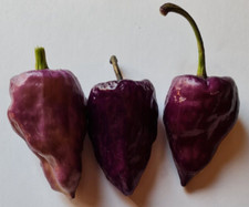 Purple ufo polvere peperoncino - purple,