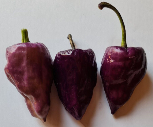 Purple ufo polvere peperoncino - purple,