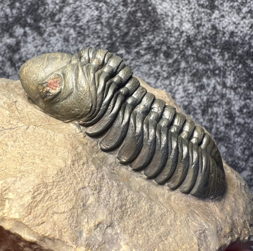 Reedops trilobite fossil - reedops,