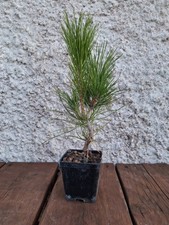 Pino Nero Giapponese Pinus Thumbergii bonsai pre bonsai Boschetti