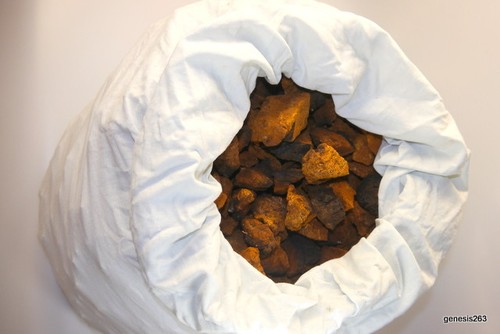 600 fungo chaga - g, (5,41