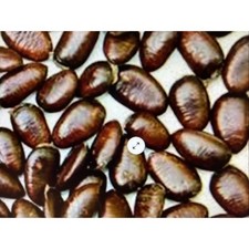 Premium Mixed Variety Pawpaw