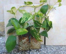 POTHOS Piante da interno Purificano L' Aria Pianta da Appartamento Salutare 
