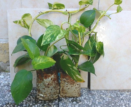 Pothos piante interno - piante, da