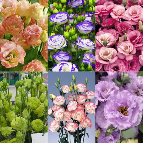 100 semi eustoma - pz,
