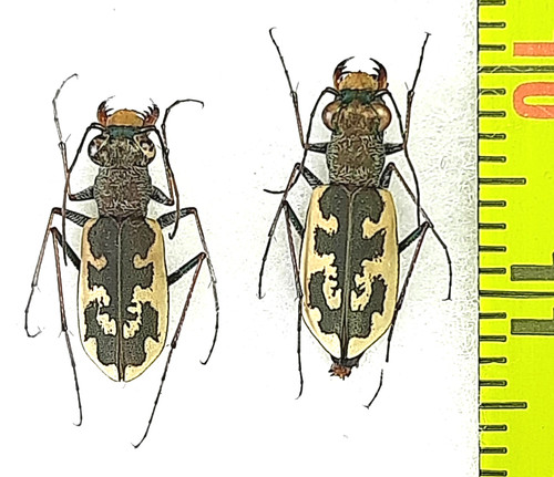 Carabidae cicindela - carabidae,,