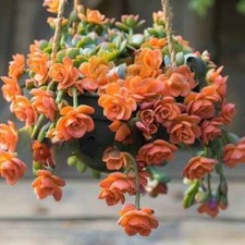 EP 1875WQ Semi Succulenti