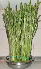  40 Piantine Asparagi Selvatici Della Sardegna  asparagus Acutifolius +Omaggio 