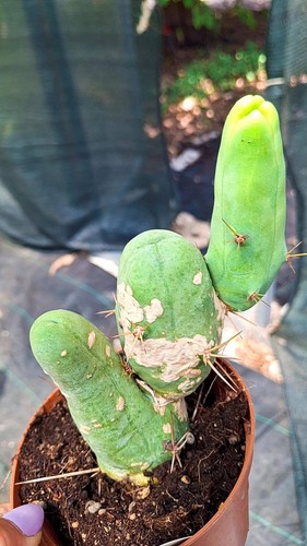 Bridgesii mostruoso cactus - mostruoso,