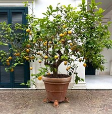 Limone agrumato SORRENTO | Limone | Albero di limone - Limone | Albero di limone